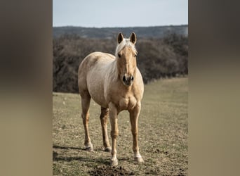 Caballo cuarto de milla, Yegua, 20 años, Palomino