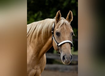 Caballo cuarto de milla, Yegua, 20 años, Palomino