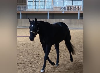 Caballo cuarto de milla, Yegua, 21 años, 154 cm, Negro