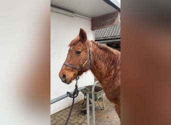 Caballo cuarto de milla, Yegua, 22 años, 153 cm