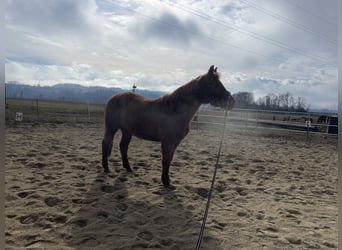 Caballo cuarto de milla, Yegua, 22 años, 153 cm