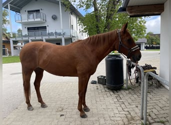 Caballo cuarto de milla, Yegua, 22 años, 153 cm