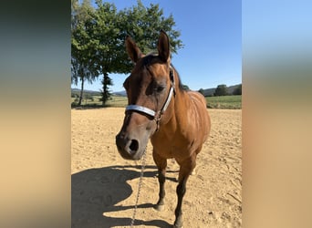 Caballo cuarto de milla, Yegua, 22 años, 155 cm, Bayo