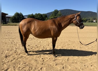 Caballo cuarto de milla, Yegua, 22 años, 155 cm, Bayo