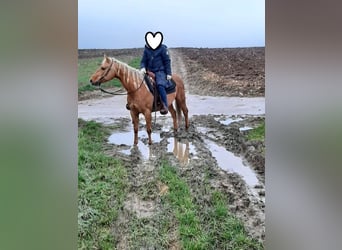 Caballo cuarto de milla, Yegua, 23 años, 145 cm, Palomino