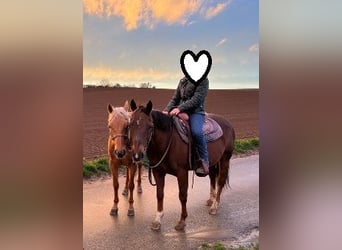 Caballo cuarto de milla, Yegua, 23 años, 145 cm, Palomino