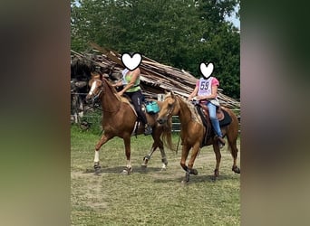 Caballo cuarto de milla, Yegua, 23 años, 145 cm, Palomino