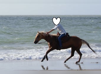 Caballo cuarto de milla, Yegua, 23 años, 145 cm, Palomino