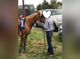 Caballo cuarto de milla, Yegua, 23 años, 145 cm, Palomino