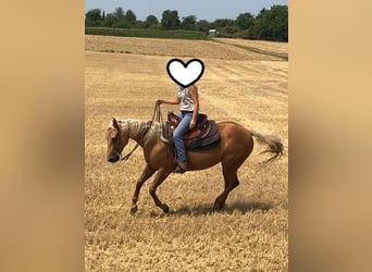 Caballo cuarto de milla, Yegua, 23 años, 145 cm, Palomino