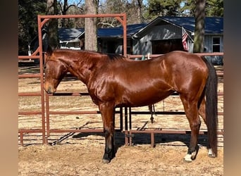 Caballo cuarto de milla, Yegua, 25 años, 152 cm, Castaño oscuro