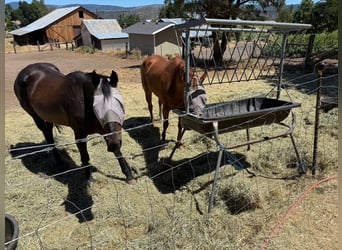 Caballo cuarto de milla, Yegua, 28 años, Alazán rojizo