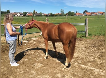 Caballo cuarto de milla, Yegua, 2 años, 140 cm, Alazán