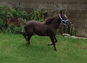 Caballo cuarto de milla, Yegua, 2 años, 140 cm, Castaño oscuro