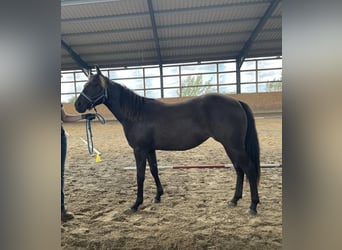 Caballo cuarto de milla, Yegua, 2 años, 140 cm