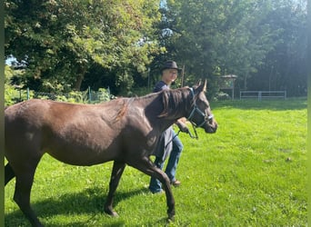Caballo cuarto de milla, Yegua, 2 años, 140 cm