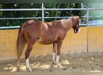 Caballo cuarto de milla, Yegua, 2 años, 142 cm, Alazán