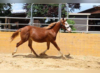 Caballo cuarto de milla, Yegua, 2 años, 142 cm, Alazán