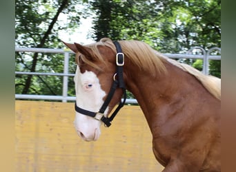 Caballo cuarto de milla, Yegua, 2 años, 142 cm, Alazán