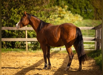 Caballo cuarto de milla, Yegua, 2 años, 142 cm, Castaño
