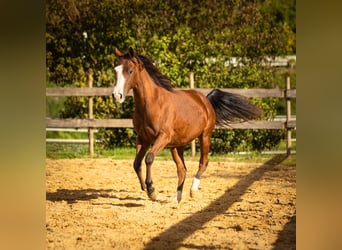 Caballo cuarto de milla, Yegua, 2 años, 142 cm, Castaño