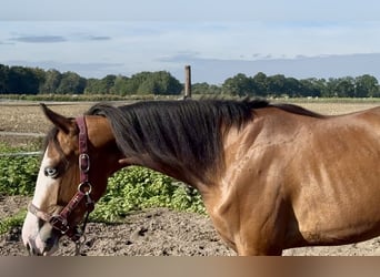 Caballo cuarto de milla, Yegua, 2 años, 142 cm, Castaño