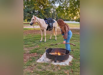 Caballo cuarto de milla, Yegua, 2 años, 142 cm, Palomino
