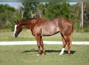 Caballo cuarto de milla, Yegua, 2 años, 142 cm, Ruano alazán