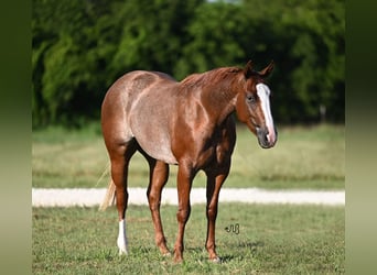 Caballo cuarto de milla, Yegua, 2 años, 142 cm, Ruano alazán