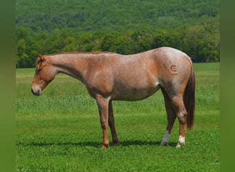 Caballo cuarto de milla, Yegua, 2 años, 142 cm, Ruano alazán