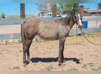 Caballo cuarto de milla, Yegua, 2 años, 142 cm, Tordo