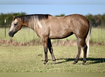 Caballo cuarto de milla, Yegua, 2 años, 142 cm, Tordo