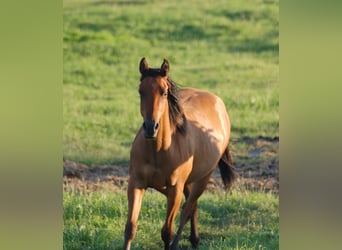 Caballo cuarto de milla, Yegua, 2 años, 143 cm, Bayo