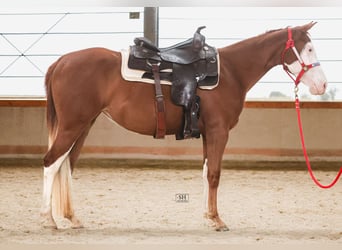 Caballo cuarto de milla, Yegua, 2 años, 144 cm, Alazán