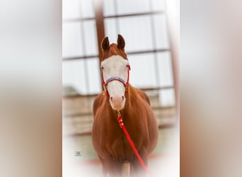 Caballo cuarto de milla, Yegua, 2 años, 144 cm, Alazán