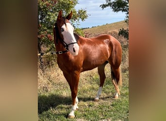 Caballo cuarto de milla, Yegua, 2 años, 145 cm, Alazán rojizo