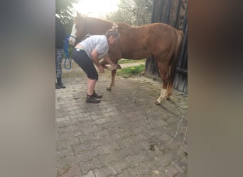 Caballo cuarto de milla, Yegua, 2 años, 145 cm, Alazán-tostado