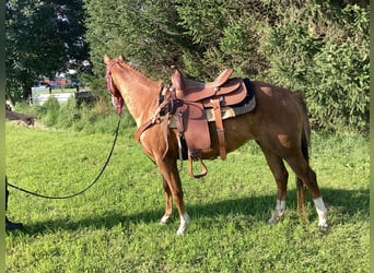 Caballo cuarto de milla, Yegua, 2 años, 145 cm, Alazán-tostado