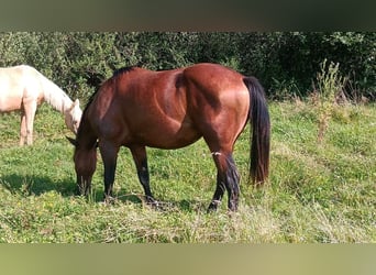 Caballo cuarto de milla, Yegua, 2 años, 145 cm, Castaño