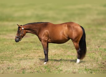 Caballo cuarto de milla, Yegua, 2 años, 145 cm, Castaño oscuro