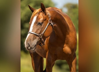 Caballo cuarto de milla, Yegua, 2 años, 145 cm, Castaño oscuro