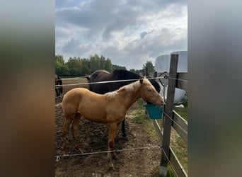 Caballo cuarto de milla, Yegua, 2 años, 145 cm, Champán