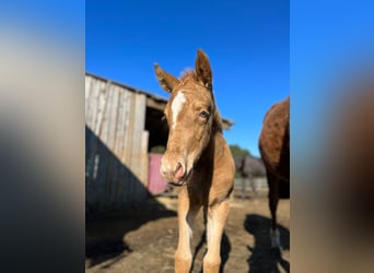 Caballo cuarto de milla, Yegua, 2 años, 145 cm, Champán