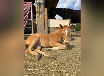 Caballo cuarto de milla, Yegua, 2 años, 145 cm, Champán