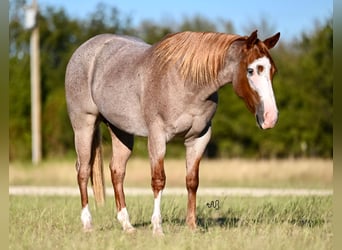 Caballo cuarto de milla, Yegua, 2 años, 145 cm, Ruano alazán