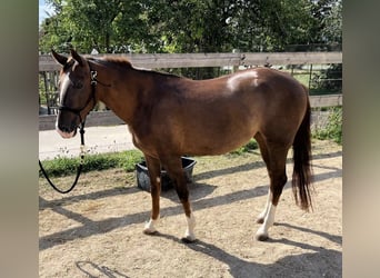 Caballo cuarto de milla, Yegua, 2 años, 146 cm, Alazán-tostado