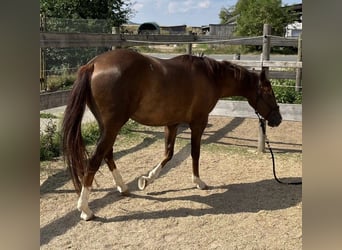 Caballo cuarto de milla, Yegua, 2 años, 146 cm, Alazán-tostado