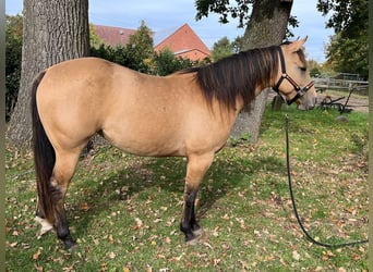 Caballo cuarto de milla, Yegua, 2 años, 146 cm, Buckskin/Bayo