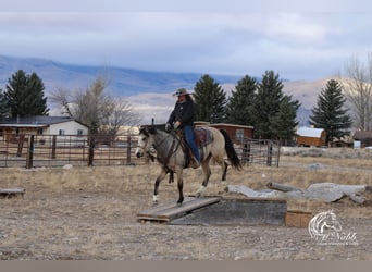 Caballo cuarto de milla, Yegua, 2 años, 147 cm, Buckskin/Bayo