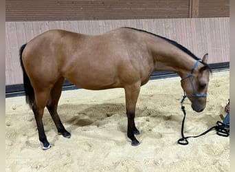 Caballo cuarto de milla, Yegua, 2 años, 147 cm, Buckskin/Bayo